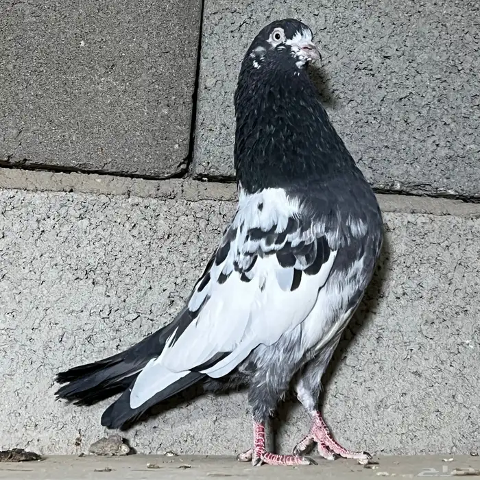 حمام باكستاني تم البيع 3