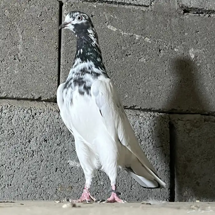 حمام باكستاني تم البيع 7