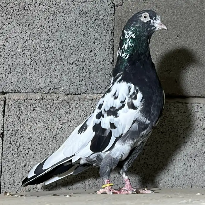 حمام باكستاني تم البيع 1