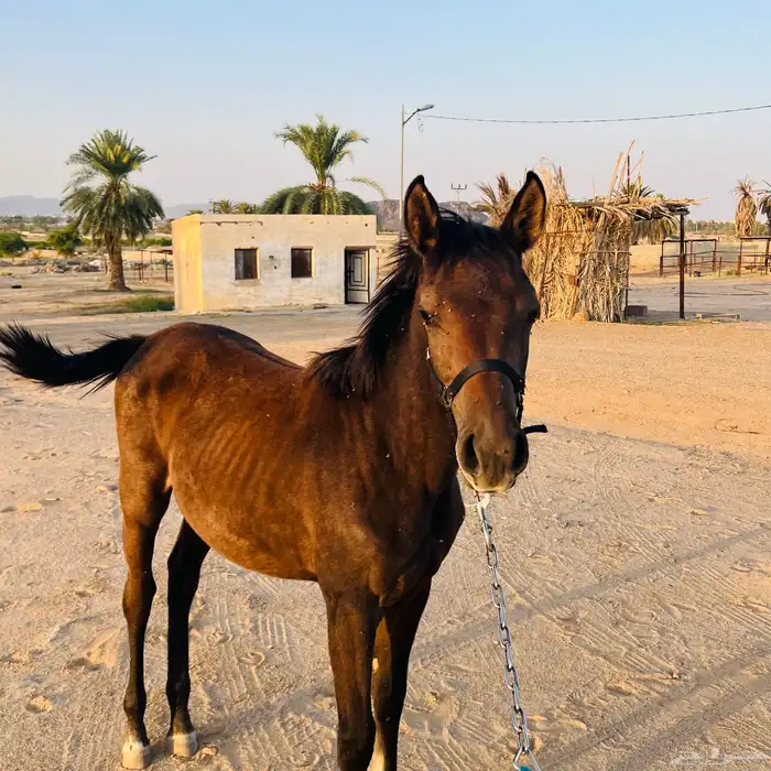 مهره الاب جنوسس الام شعبيه لمهره حاره ولها مستقبل العمر 7 1