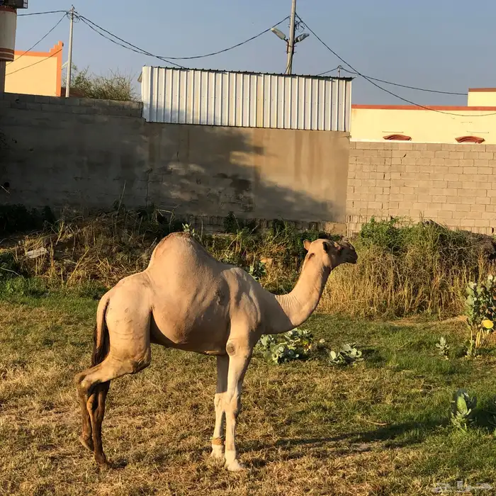 قعود للبيع 1