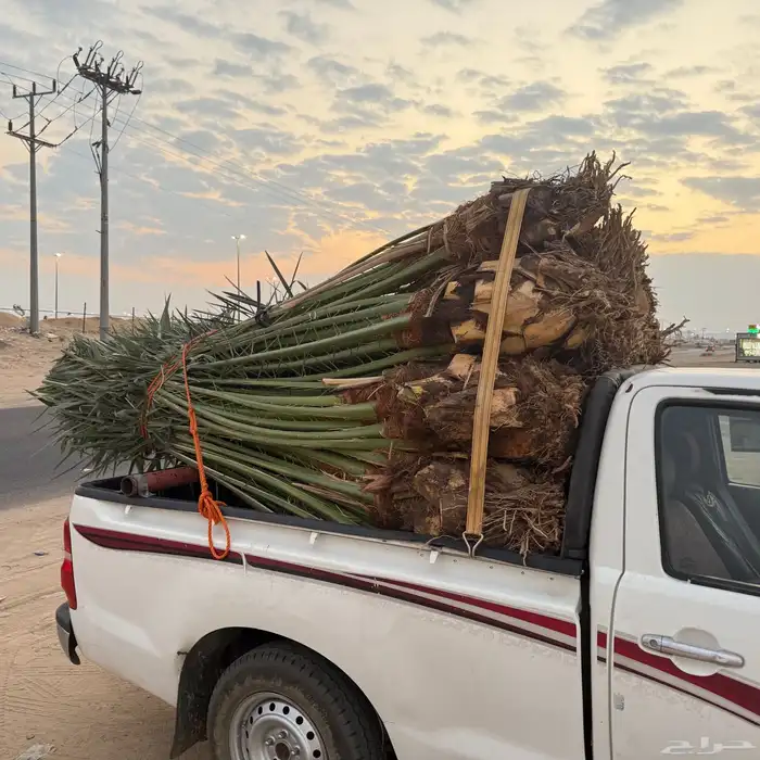 18 حبه فسائل برحي للبيع مستعجل متواجده في نجران 1