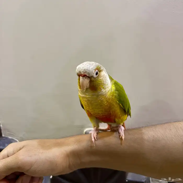 ببغاء   كنيور أليف وبدأ يتكلم 5