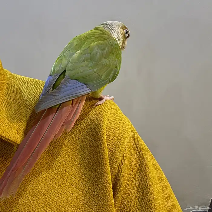 ببغاء   كنيور أليف وبدأ يتكلم 0