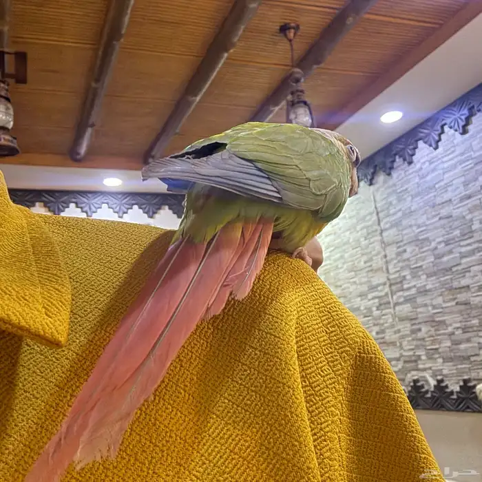 ببغاء   كنيور أليف وبدأ يتكلم 3