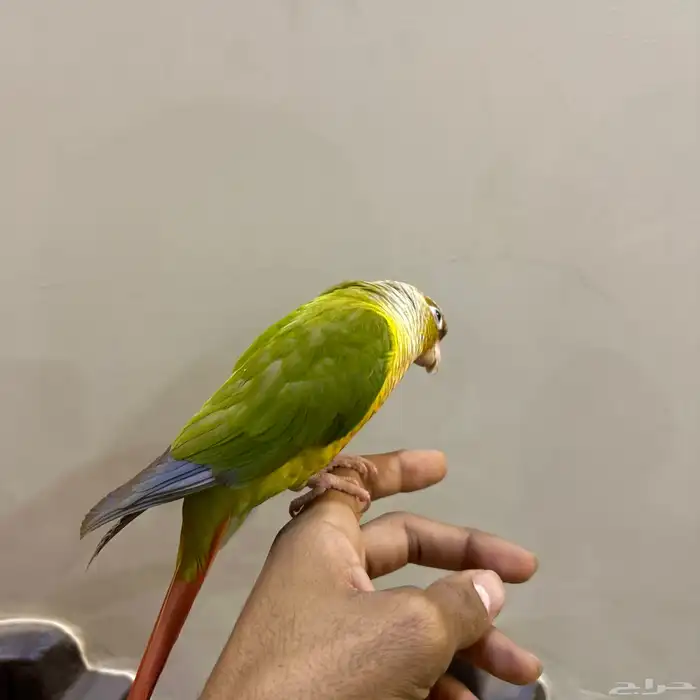 ببغاء   كنيور أليف وبدأ يتكلم 1