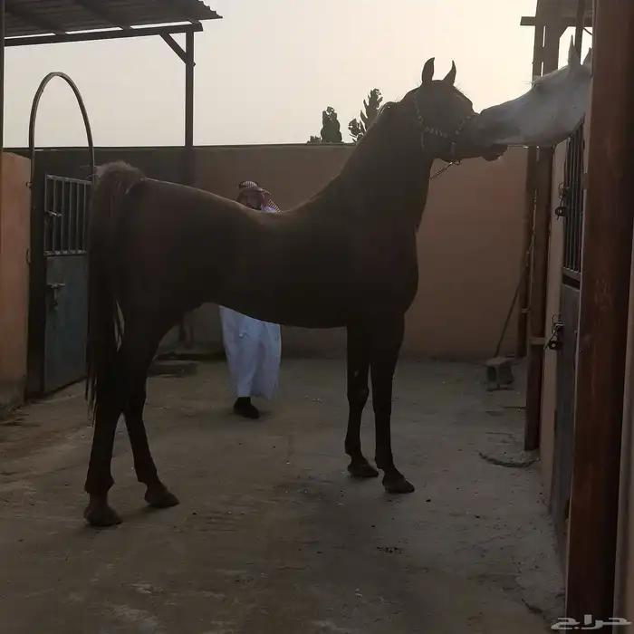 حصان فاخر فحل مربط مصري بيور 1