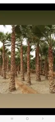 توريد وقلع النخيل والاشجار 10