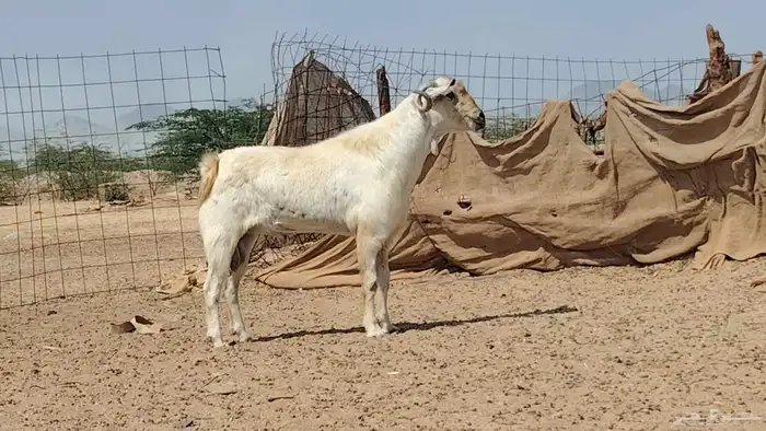 تيس بيشي فحل 5