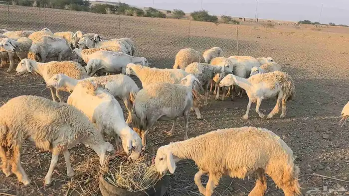 50 ضان حريات حرش منوة القناي 8