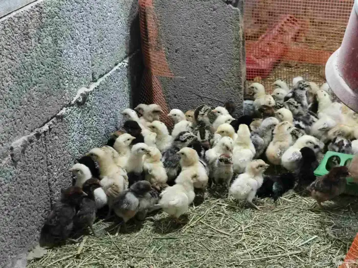 صوص بلدي عمر من 10 يوم لحد 21 يوم 0