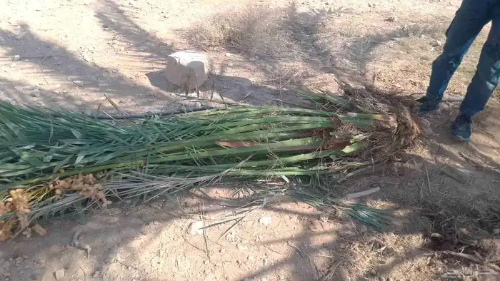 فسايل فروخ نخل نقايل عربي ويوجد واشنطني 0