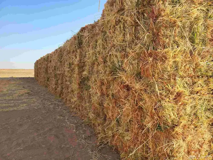 اعلاف ذرة جيزانية 3