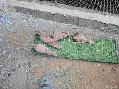 حمام مصري مطووس. index