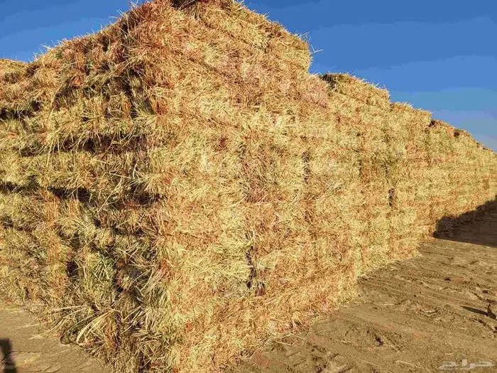 اعلاف ذرة جيزانية 1