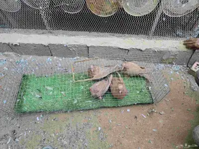 حمام مصري مطووس. index