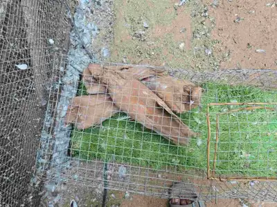 حمام مصري مطووس. index