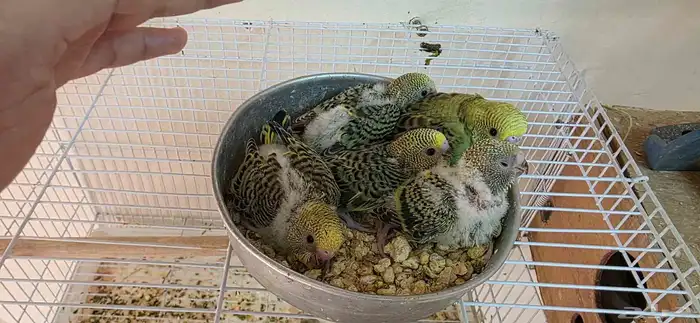 فروخ بادجي طيور حب تقبل الغر عمر 25 يوم 0