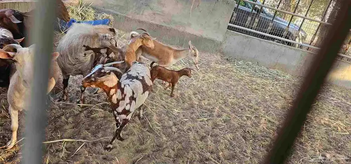 معزا جنوبيات ومشاريك كفو 5