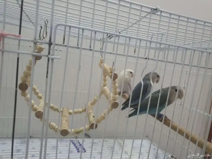 روز للبيع 3