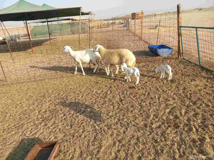غنم حريات خلفات 2
