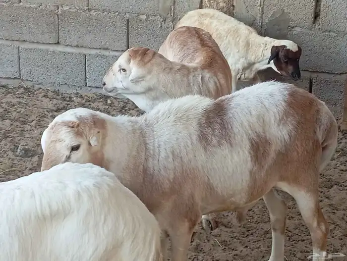 رفيدي فل الفل 0