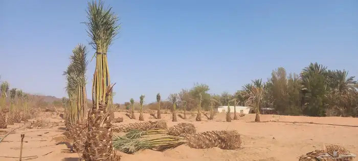 لدن نخل وفصيل ووشنطني 8