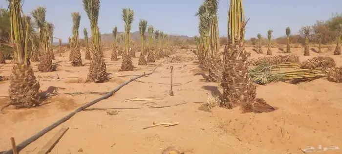 لدن نخل وفصيل ووشنطني 9