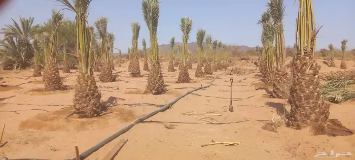 لدن نخل وفصيل ووشنطني 7