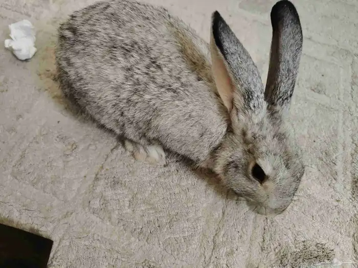 ارنبه للبيع 2