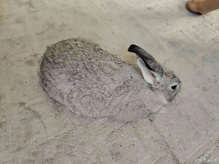 ارنبه للبيع 0