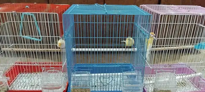 للبيع طيور كنار إناث و ذكر 2