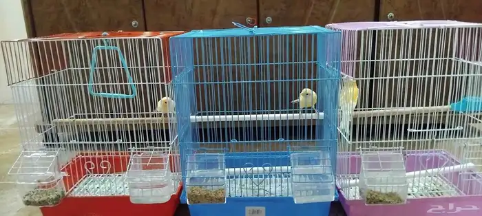 للبيع طيور كنار إناث و ذكر 3