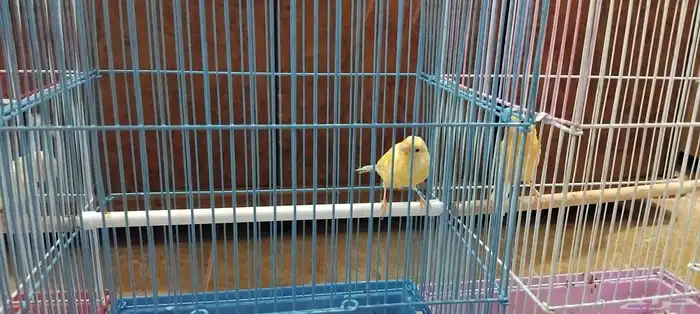 للبيع طيور كنار إناث و ذكر 1