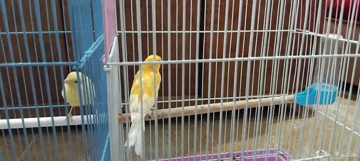 للبيع طيور كنار إناث و ذكر 0