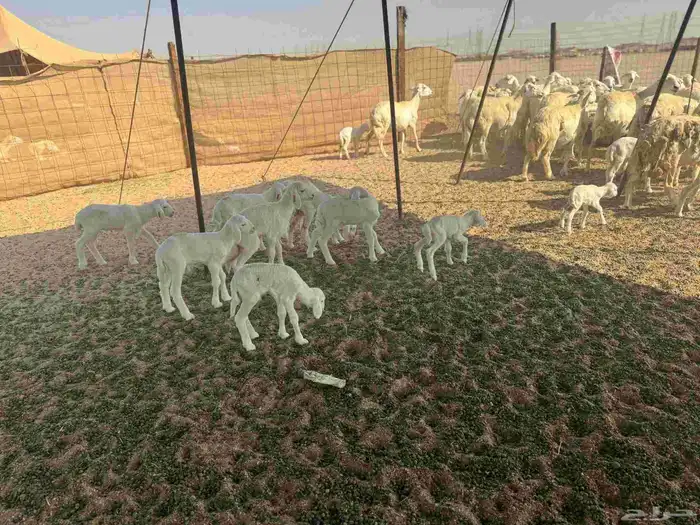 غنم حريات خالفات 33تحتها 33 3