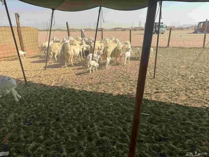 غنم حريات خالفات 33تحتها 33 2