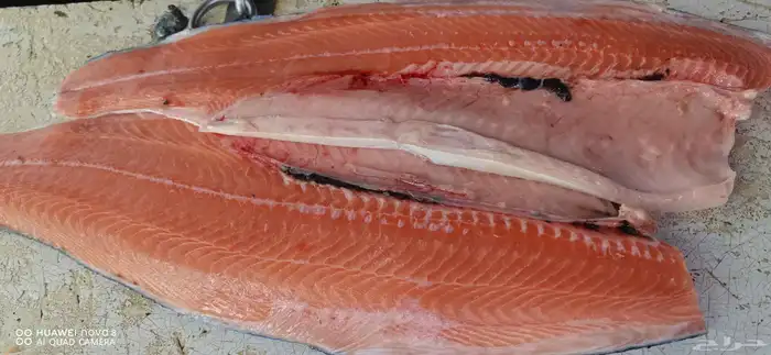 اسماك طازجة 4