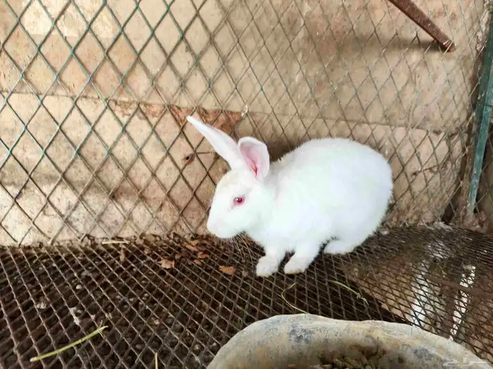 انثى ارنب 0
