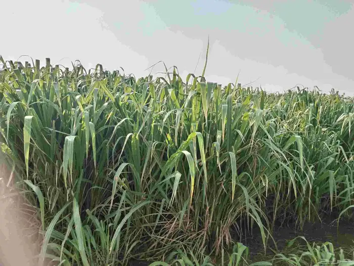 قصب بنويكام للبيع 2