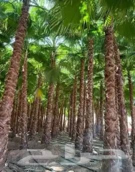 زراعه نخيل 1