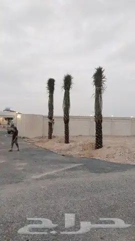 زراعه نخيل 5