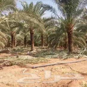 توريد وقلع النخيل والاشجار 9