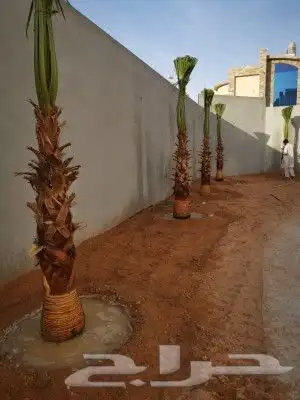 زراعه نخيل 4