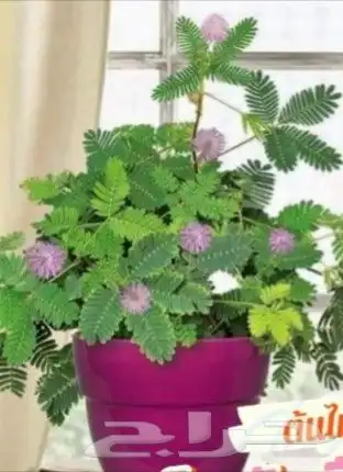 شتلات خجولة mimosa pudica او sensitive plant 12
