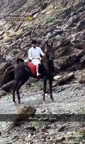 حصان عربي ورق للبيع 3