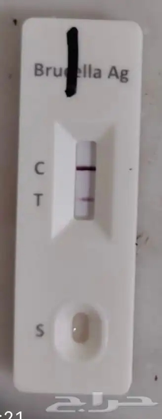 فحل صنف مشروط وفيه نسبه مالطيه 5