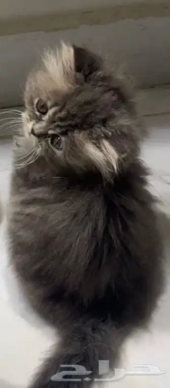 قطط 1