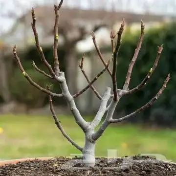 تقليم اشجار المثمره خبره 15سنه 1