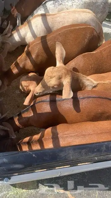 مزرعة مرابي عسير للذبايح 15